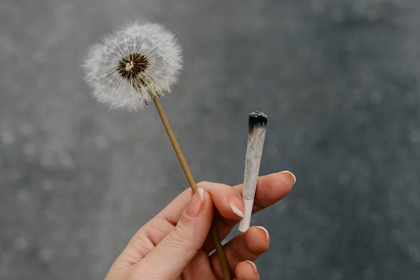 Descubre Cómo el Cannabis Potencia tu Meditación: Beneficios, Consejos y la Mejor Forma de Encontrar Productos Legales en México