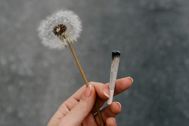 Descubre Cómo el Cannabis Potencia tu Meditación: Beneficios, Consejos y la Mejor Forma de Encontrar Productos Legales en México