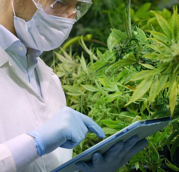 ¿Tu Cannabis es Seguro? Descubre Cómo Leer un Certificado de Análisis (COA) y Evita Fraudes en México