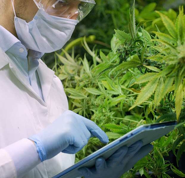 ¿Tu Cannabis es Seguro? Descubre Cómo Leer un Certificado de Análisis (COA) y Evita Fraudes en México