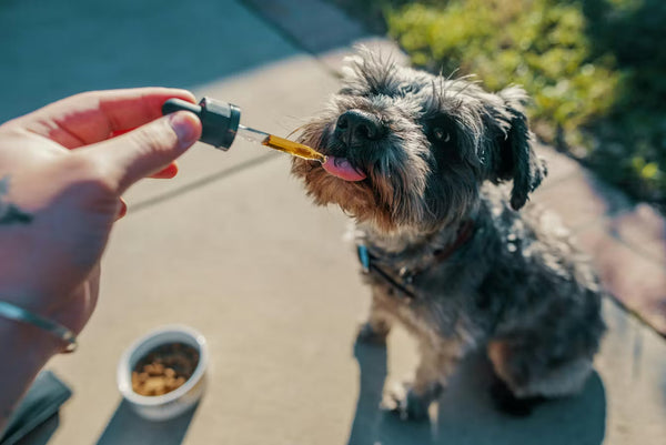 ¿Pueden los Animales Ponerse High con Cannabis? Descubre los Riesgos y Verdades que Todo Dueño de Mascotas Debe Saber