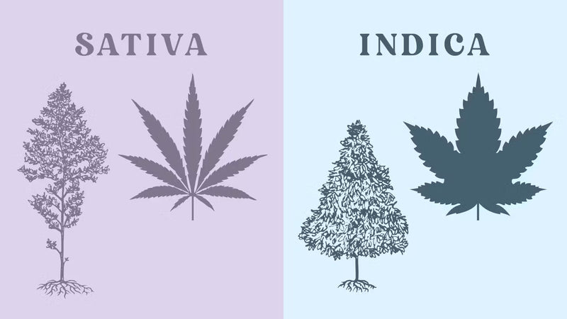 Indica vs Sativa vs Híbrido: Descubre Cuál Variedad de Cannabis es Mejor para Ti y Cómo Elegirla en México