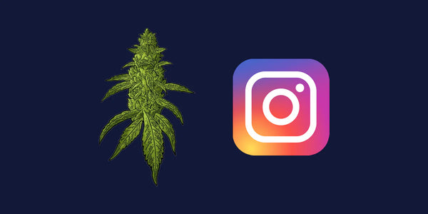 Meta Relaja la Censura al Cannabis: ¿Qué Significa para Usuarios y Negocios en México? Descubre Cómo Aprovechar el Nuevo Horizonte con Tryp